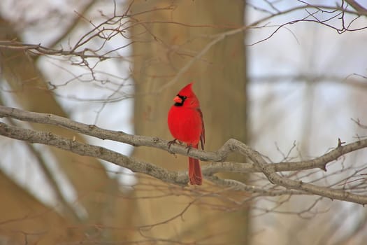 Northern Cardinal (Cardinalis cardinalis)