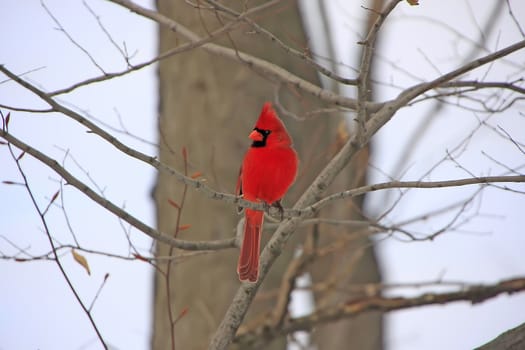 Northern Cardinal (Cardinalis cardinalis)