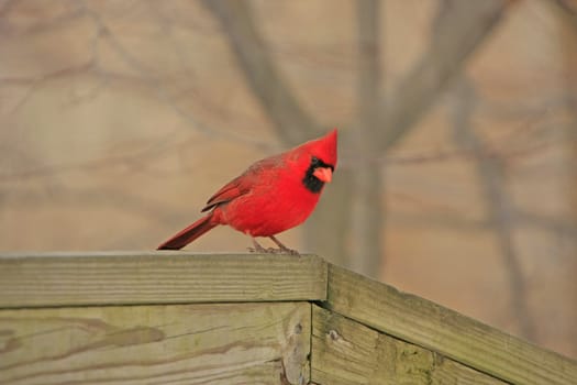 Northern Cardinal (Cardinalis cardinalis)