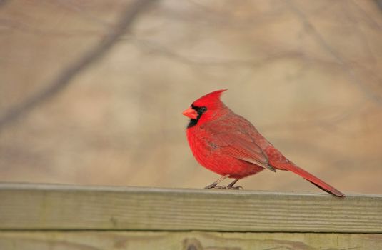 Northern Cardinal (Cardinalis cardinalis)