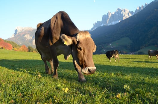 Close-up of a cow in the Val di Funes (Villnosstal) in Italy with the Geisler or Odle dolomites mountain peaks in the background.