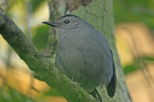 Gray Catbird (Dumetella carolinensis)