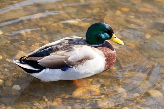 gray ducks in the water