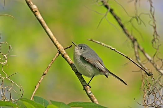 Blue-gray gnatcather (Polioptila caerulea)