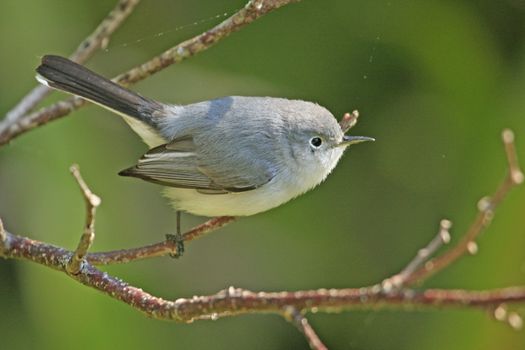 Blue-gray gnatcather (Polioptila caerulea)