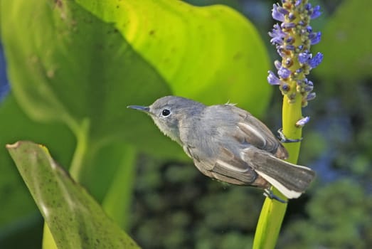 Blue-gray gnatcather (Polioptila caerulea)