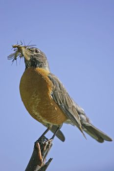 American Robin (Turdus migratorius)