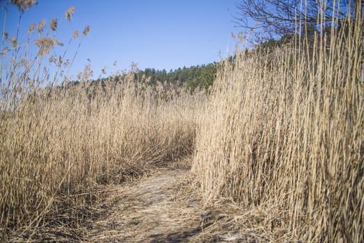 On Refne in Halden, Norway there is a wetland area where it grows reeds that are over two meters tall. The photo was shot one day in April 2013.