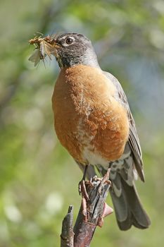 American Robin (Turdus migratorius) with insects in his beak