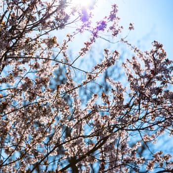 Flowers blossoming tree branch