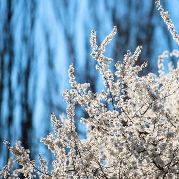 Flowers blossoming tree branch