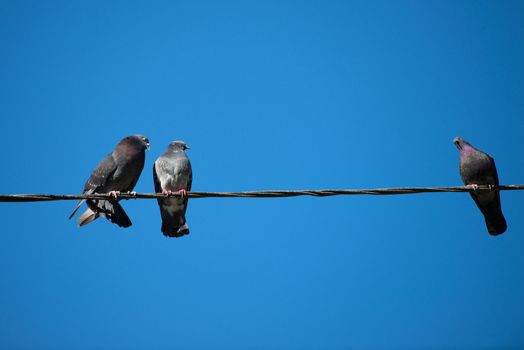 doves on a wire