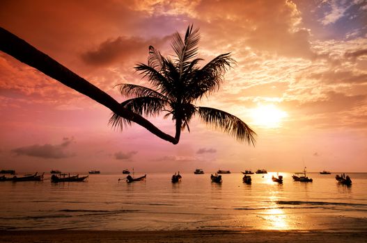 Sunset with palm and longtail boats on tropical beach. Ko Tao island, Thailand