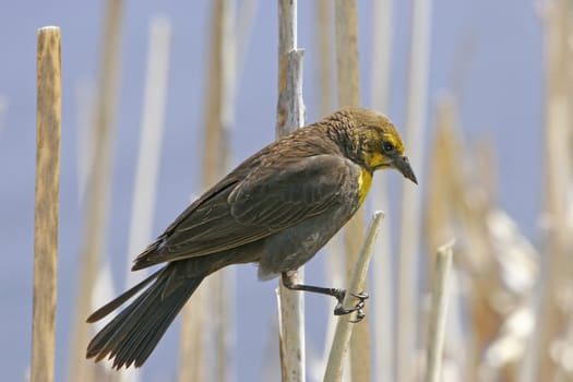 Yellow-headed Blackbird female (Xanthocephalus xanthocephalus)
