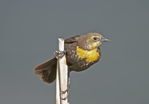 Yellow-headed Blackbird female (Xanthocephalus xanthocephalus)