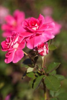 background of beautiful roses in the garden