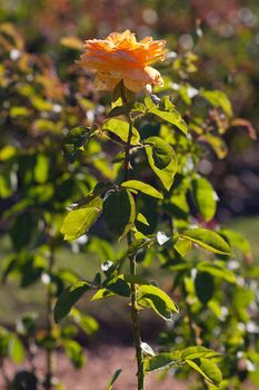 background of beautiful roses in the garden