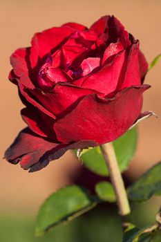 background of beautiful roses in the garden