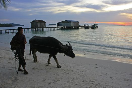 Silhouette of local man and water buffalo at sunrise, Koh Rong island, Cambodia, Southeast Asia