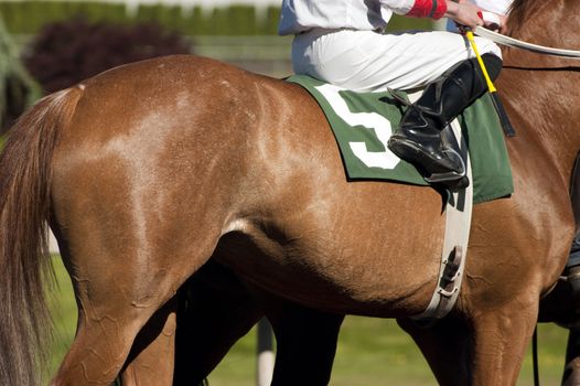 A Jockey Leads the Number 5 Horse to Start Gate at the Track