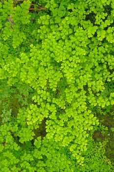 Green ferns patern in rainforest.