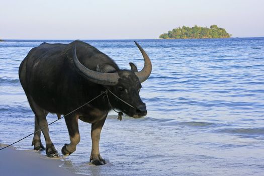 Water buffalo walking on a beach of Koh Rong island, Cambodia, Southeast Asia