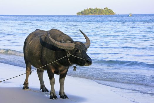 Water buffalo walking on a beach of Koh Rong island, Cambodia, Southeast Asia