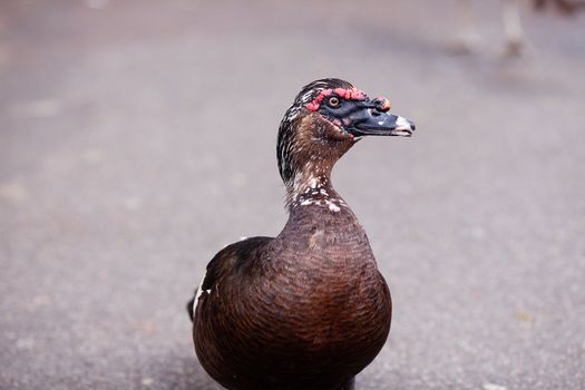 duck walking down the path at the zoo