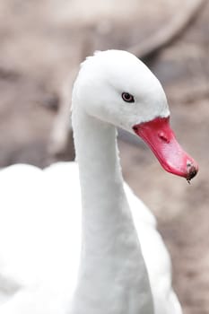 portrait of a beautiful white goose