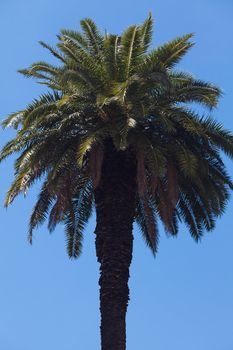 palm tree on the background southern blue sky