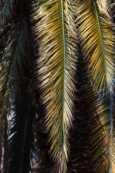 palm tree on the background southern blue sky