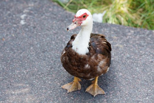 duck walking down the path at the zoo