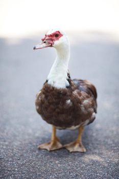 duck walking down the path at the zoo