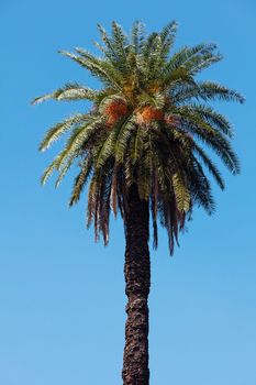 palm tree on the background southern blue sky