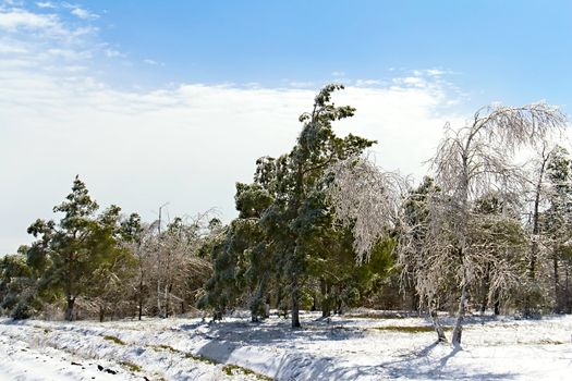 Forest Clearing with icy trees in sunlight