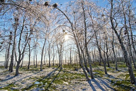 ice the birch grove at sunset