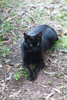 portrait of a street cat outdoor