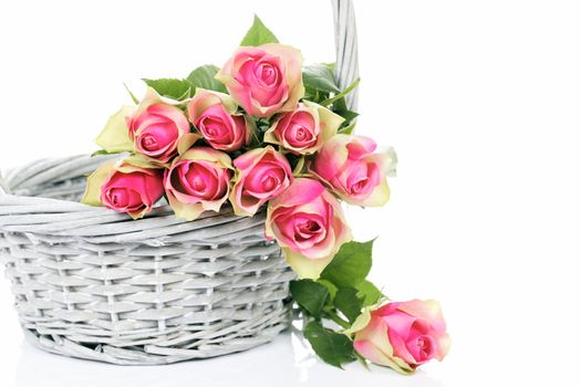 pink roses in the Basket on white background