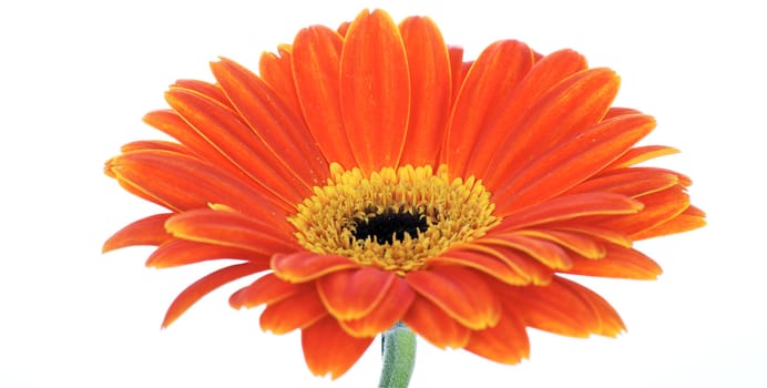 beautiful gerbera isolated on white 