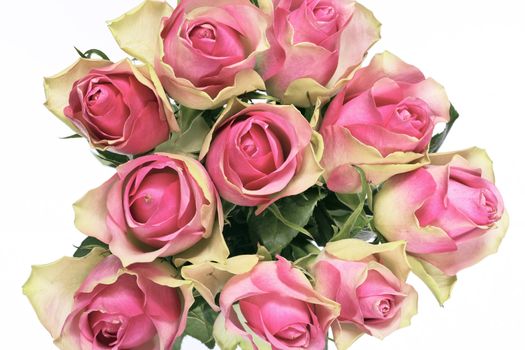 bouquet of pink roses isolated on white 