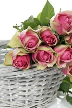 some pink roses in Basket on white background