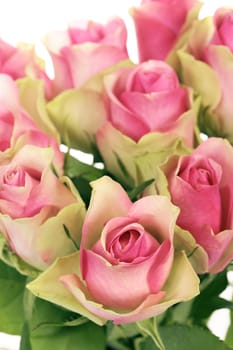 bouquet of pink roses isolated on white, vertical view