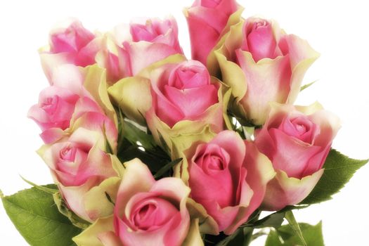 Bunch of pink roses isolated on white, glamour glow