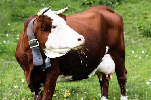 alpine mountain cow in France in spring