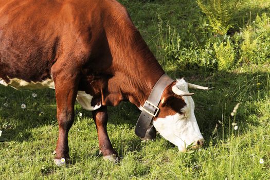 alpine mountain cows eating grass in France in spring