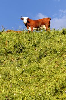 alpine landscape with cow and green grass in France in spring
