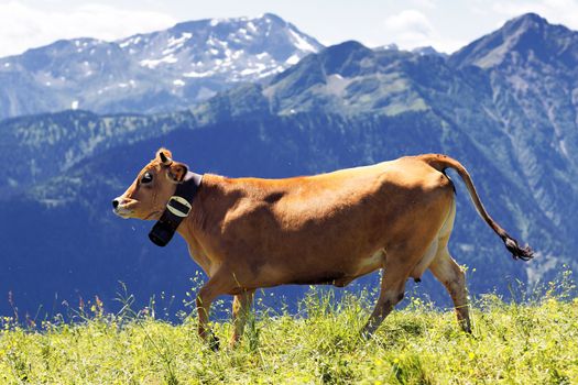 alpine landscape and brown cow in France in spring