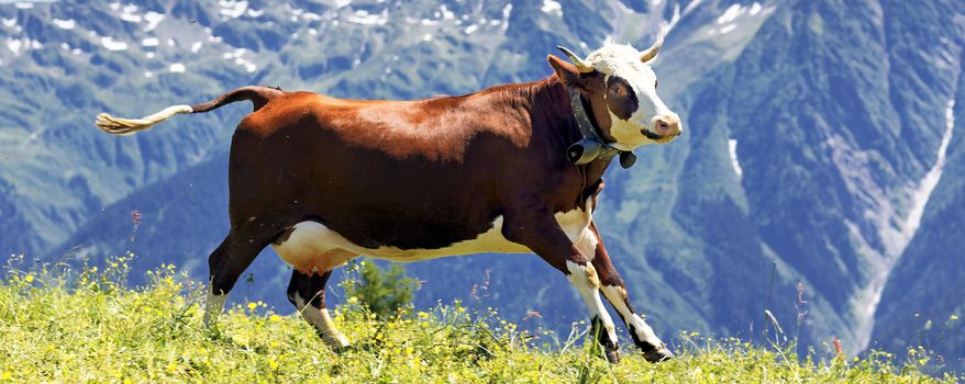 alpine landscape with cow in France in spring