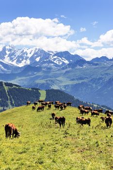 alpine landscape and cows in France in spring