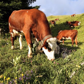alpine mountain cows eating flowers in France in spring
